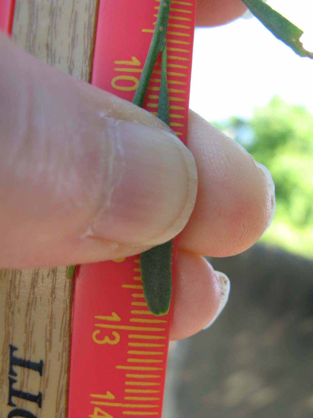              Unifoliolate leaf (Winter Haven, FL)       